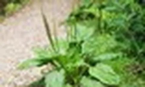 Báo Cuba thông tin về một loại cây mọc dại ở Việt Nam: Có hàng loạt tác dụng bất ngờ