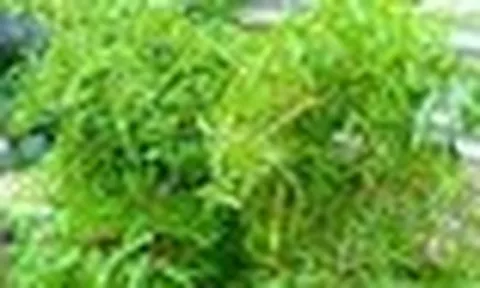 Ít ai ngờ loại cây quen thuộc với người Việt lại có hoạt chất tương tự nhân sâm