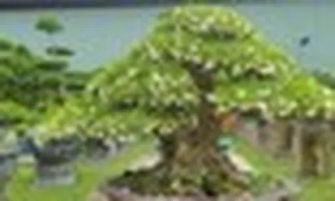 "Trồng đúng cây, ba đời vượng": Đây là 3 loại cây nên có trong nhà