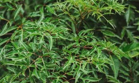 Không chỉ "bổ như sâm", các nhà khoa học Việt Nam phát hiện thêm 1 tác dụng quý của cây đinh lăng