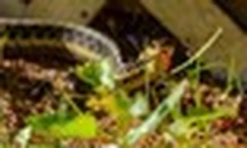 5 loại cây có thể "dẫn" rắn tới nhà: Nhiều gia đình trồng mà không biết