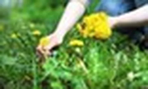 Phát hiện khả năng "tiêu diệt" tế bào ung thư cực đỉnh của loại rau mọc dại đầy Việt Nam