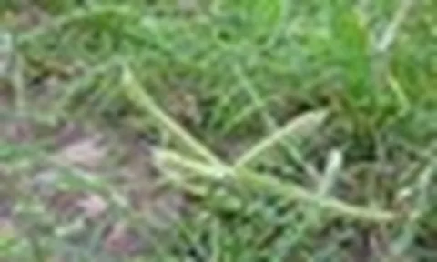 Loại cỏ dại là thức ăn cho bò không ngờ là vị thuốc, còn có thể "lọc" chì trong đất