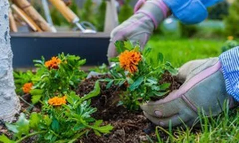 5 loại cây “hút” vận may, nên trồng trong sân nhà