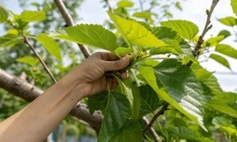 Việt Nam có loại lá được y thư cổ Trung Quốc xếp vào hàng "thượng phẩm": Không phải ai cũng biết để dùng