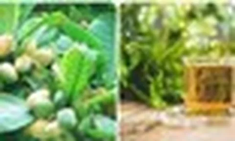 Lá bàng có tác dụng gì?