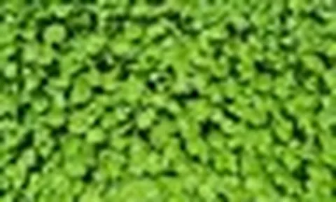 Ít ai ngờ loại rau mọc dại đầy Việt Nam lại là “thuốc” chống rụng tóc, kích thích mọc tóc con cực đỉnh