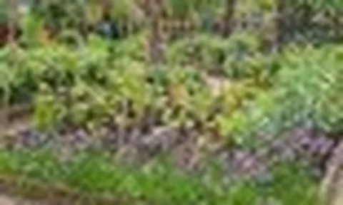 7 loại rau nên trồng ngay trong tháng 7