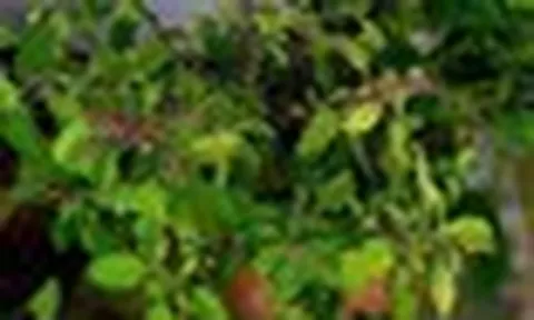 7 loại cây nên trồng ở ban công: "Hút" may mắn và vượng khí