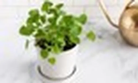 Trồng 7 loại cây này trong nhà, gián không dám bén mảng