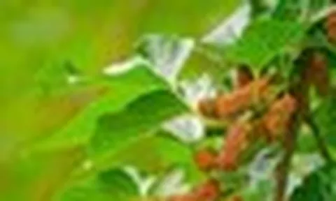 3 loại cây ăn quả chớ nên trồng trước nhà kẻo "hao tài, tán lộc"