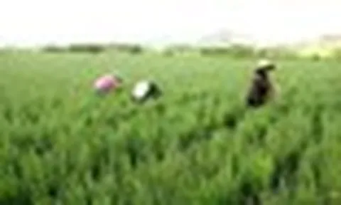 Loại cây quen thuộc với người Việt, được ví như "vệ sĩ của gan": Khi dùng cần đặc biệt chú ý