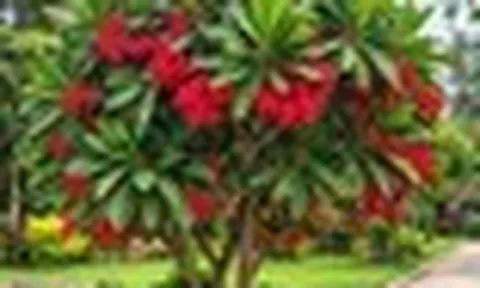 6 loại cây nên trồng ngay trong mùa hè: Hoa nở đẹp, hương thơm lan khắp sân vườn