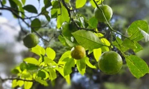 Loại quả được ca ngợi "tốt bậc nhất thế giới", ở Việt Nam trồng khắp nơi