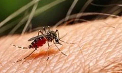Sốt xuất huyết Dengue: Thay đổi khó lường, lan rộng phức tạp