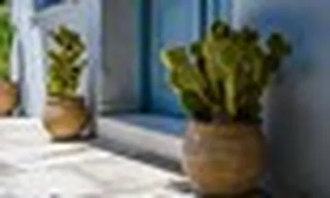 Chuyên gia phong thủy: Đây là 5 loại cây chớ nên trồng trước cửa nhà