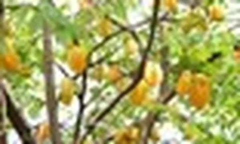 4 lý do vì sao nên trồng một cây khế trong sân nhà