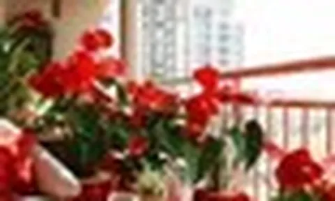 5 cây hợp người mệnh Hỏa