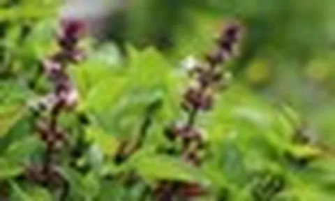 5 lý do vì sao nên trồng một chậu cây húng quế trong nhà