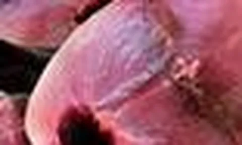 5 loại cá giàu protein bậc nhất