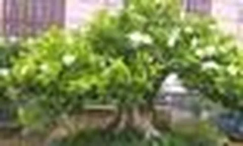 5 lý do nên trồng một cây nguyệt quế trước nhà