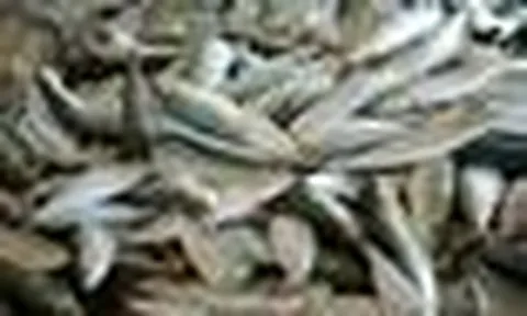 Người bán cá hơn 20 năm nói thẳng: 4 loại cá cho không cũng đừng lấy, chỉ người không biết mới mua