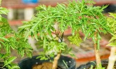 6 lưu ý cho các gia đình đang trồng cây đinh lăng