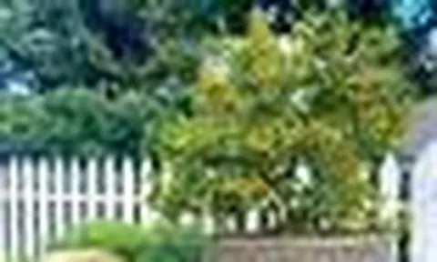 4 lý do vì sao nên trồng một cây quất trước cửa nhà
