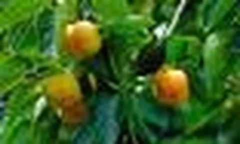 4 lý do vì sao nên trồng một cây hồng trong sân nhà