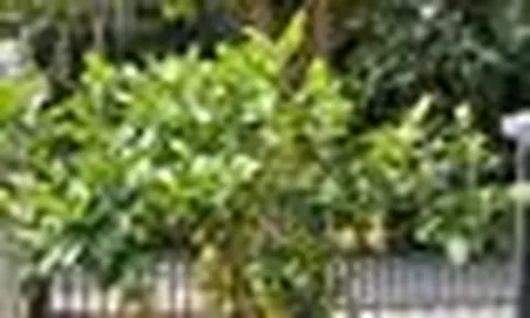 5 lý do nhất định phải trồng một cây chanh trong nhà