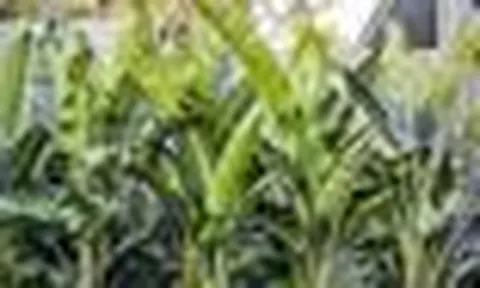 Đây là vị trí trồng cây chuối để mang tới may mắn cho gia chủ