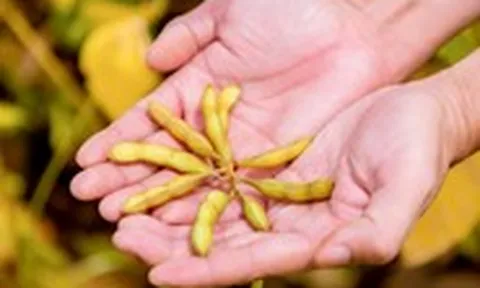 Đậu nành - ‘vàng mọc trên đất’