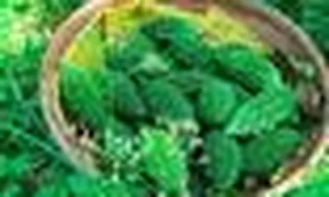 Mỹ đánh giá: Loại quả đắng ngắt lại là "vua dưỡng gan", người ăn thường xuyên sớm thấy 5 thay đổi tích cực