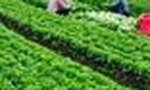 Mỹ đánh giá loại rau lọt top “tốt bậc nhất thế giới”, người Việt ăn liên tục mà không hay biết