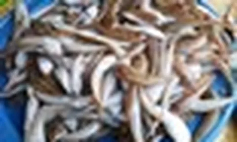 Người bán cá tiết lộ: 6 loại cá biển giá bình dân, người không biết hay bỏ qua, người sành lại thích mua