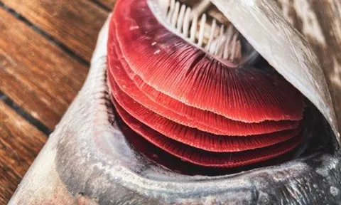 Đừng ăn 2 bộ phận này của cá dù được cho là "bổ"