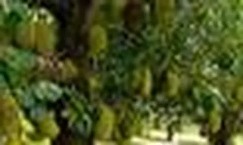 5 lý do nên trồng một cây mít trong vườn nhà