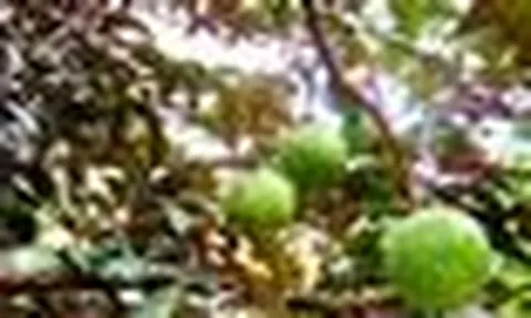 4 lý do vì sao nên trồng một cây vú sữa trước nhà