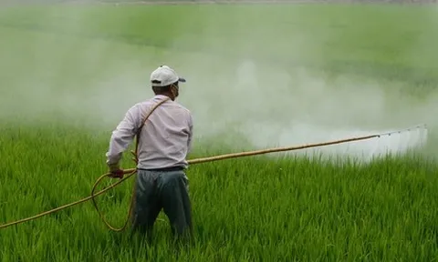 Tiếp xúc thuốc trừ sâu có thể ảnh hưởng thần kinh nhiều năm sau