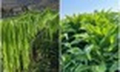 Nguồn gốc tên gọi rau tiến vua