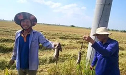 Chuột đồng miền Tây vào mùa: Chuyên gia cảnh báo nguy cơ nhiễm độc, nhiễm bệnh