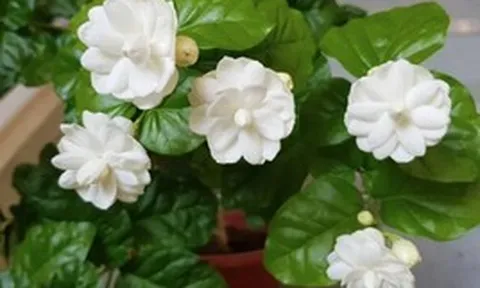 5 lý do vì sao nên trồng một khóm hoa nhài trước nhà