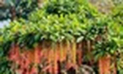 4 lý do người nhà giàu thường trồng lộc vừng trong nhà