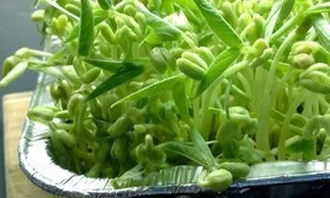Loại rau được ví là "nhân sâm", bồi bổ ngũ tạng, thanh nhiệt giải độc: Bán quanh năm đầy chợ