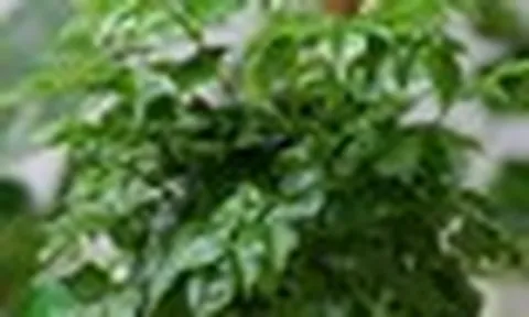 5 lý do nhiều người muốn trồng một cây hạnh phúc trong nhà