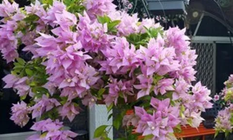 5 lý do nên trồng một cây hoa giấy trong nhà