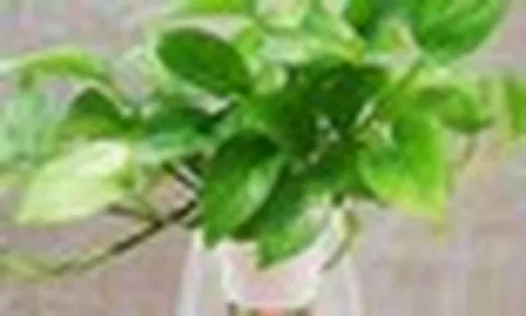 5 lý do vì sao nên trồng một cây trầu bà trong nhà