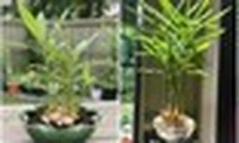 5 lý do vì sao gia đình nào cũng nên trồng một chậu gừng trong nhà