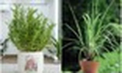 5 loại cây trồng trong nhà giúp đuổi muỗi hiệu quả