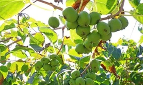 Ít ai ngờ loài cây mọc dại này lại có tiềm năng "khắc tinh" ung thư phổi